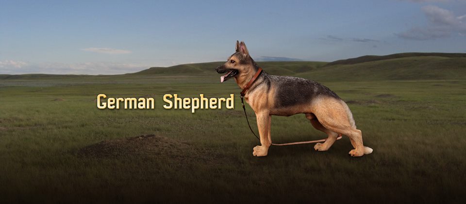 DID/3R - German Shepherd - 1:6 Action Doll (AS003)