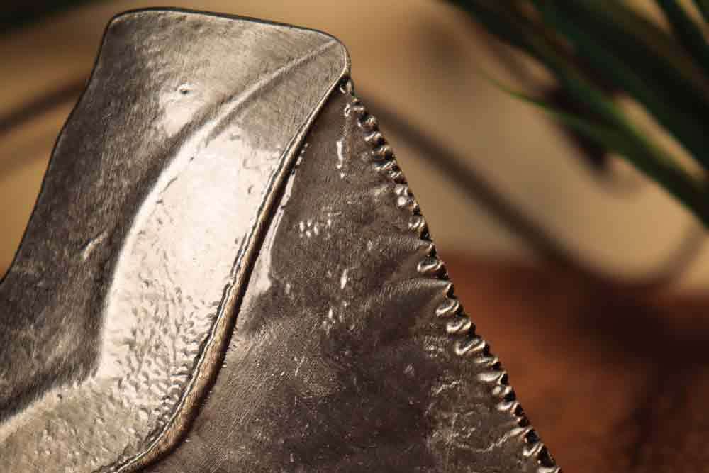 FANATTIK - Jaws 50th Anniversary Shark Tooth Medallion