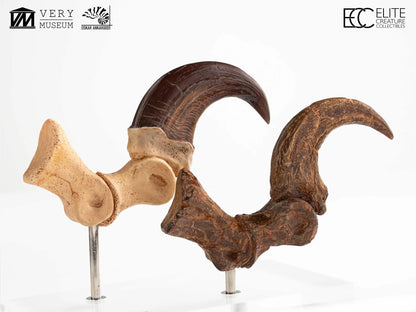 ECC - Jurassic Park Velociraptor Foot Claw And Fossil Claw Set