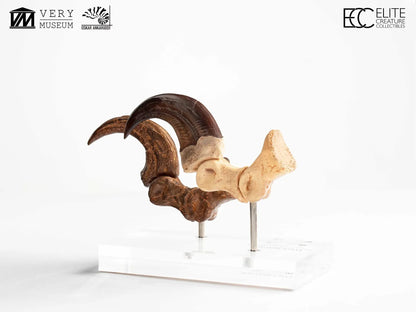 ECC - Jurassic Park Velociraptor Foot Claw And Fossil Claw Set