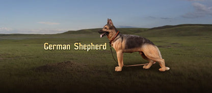 DID/3R - German Shepherd - 1:6 Action Doll (AS003)