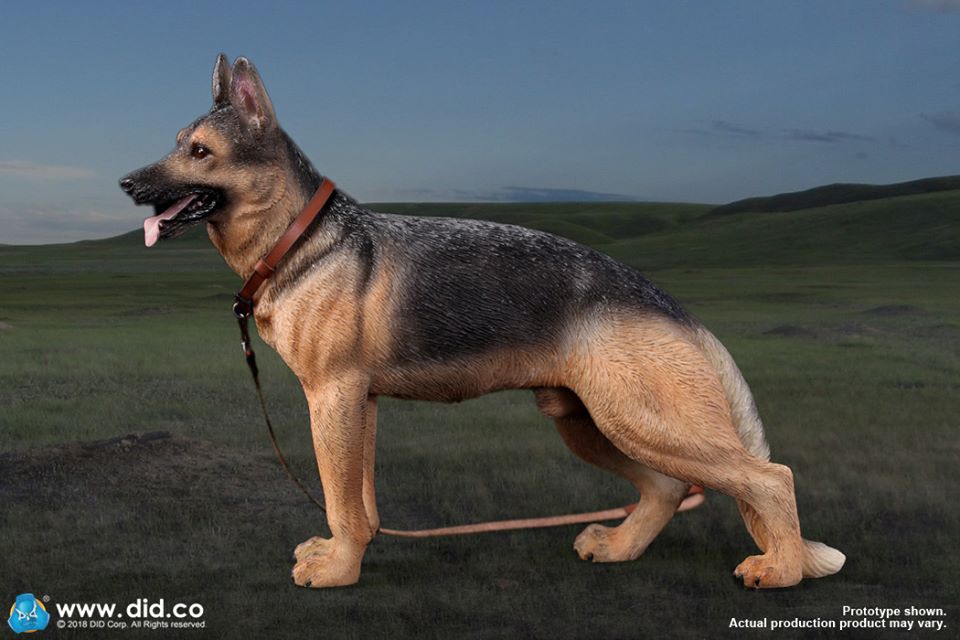 DID/3R - German Shepherd - 1:6 Action Doll (AS003)