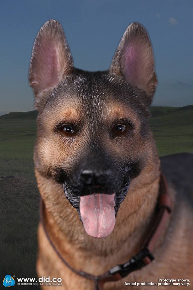 DID/3R - German Shepherd - 1:6 Action Doll (AS003)