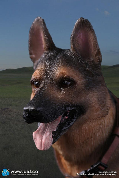 DID/3R - German Shepherd - 1:6 Action Doll (AS003)