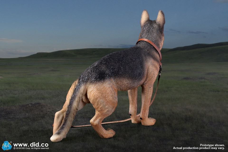 DID/3R - German Shepherd - 1:6 Action Doll (AS003)