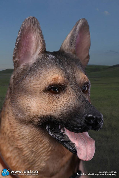 DID/3R - German Shepherd - 1:6 Action Doll (AS003)