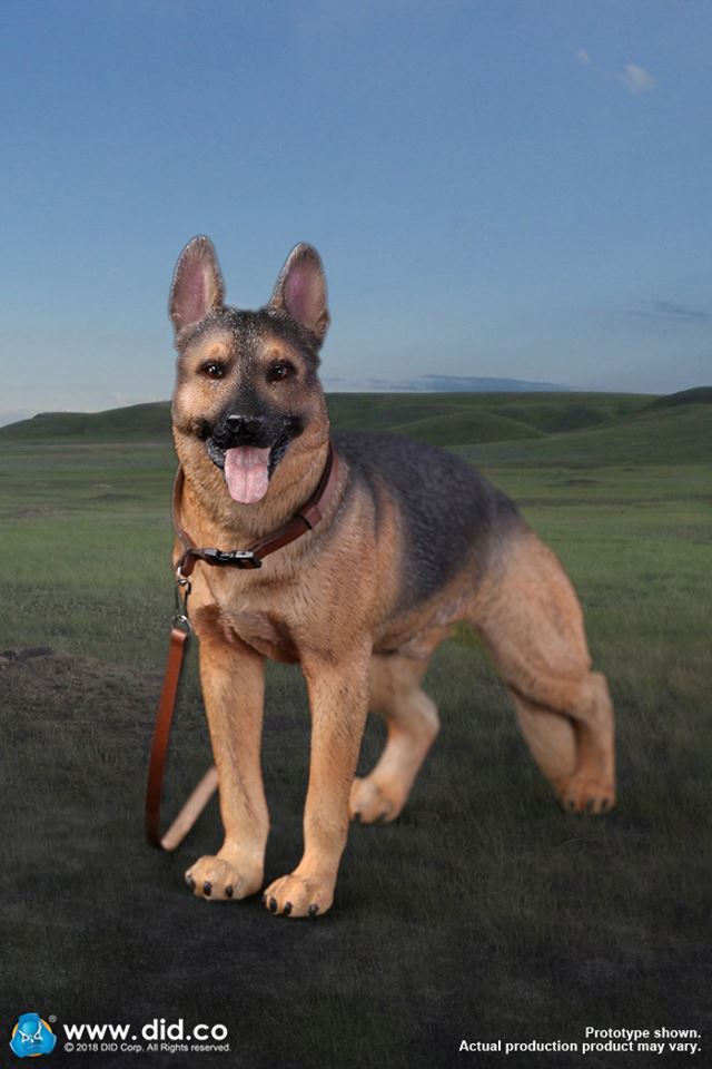 DID/3R - German Shepherd - 1:6 Action Doll (AS003)
