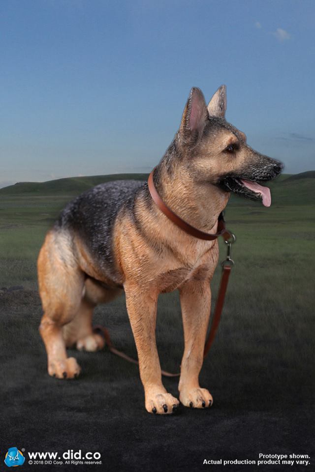 DID/3R - German Shepherd - 1:6 Action Doll (AS003)