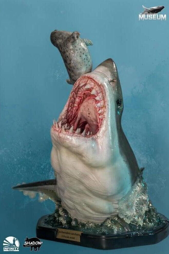 INFINITY STUDIO - The Great White Shark Museum Series Carcharodon Carcharias